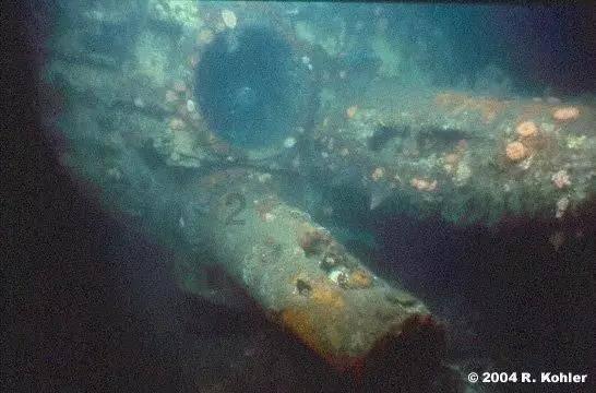 动物星球新年限定枸杞，来一只聚宝盆小柴~